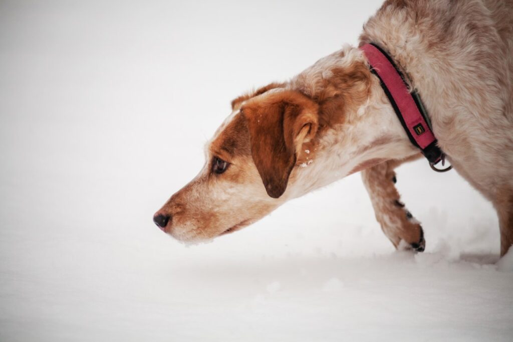 cane da caccia in punta