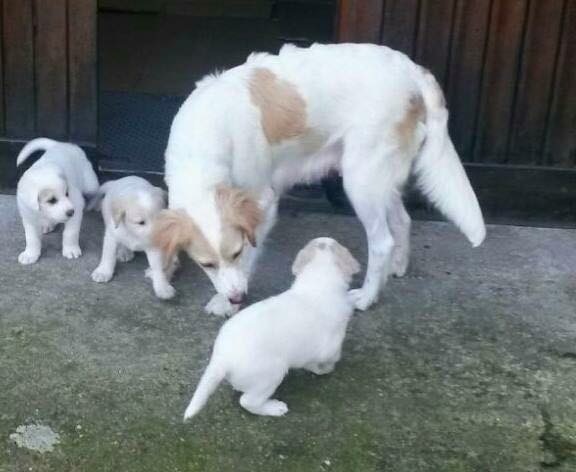 cuccioli di cane interagiscono con la loro mamma