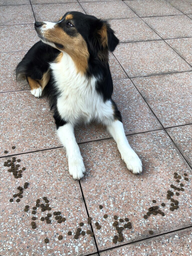 cane pastore australiano non mangia le crocchette