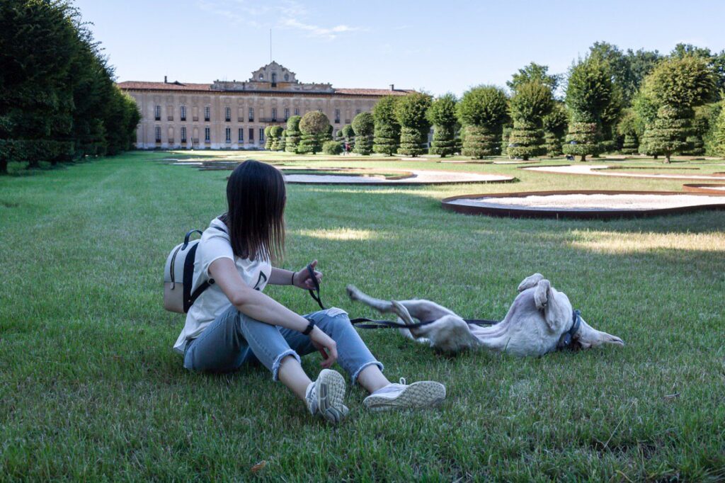 cane si rotola nel prato