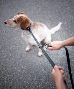 cane bianco lunghina nera doggy essential