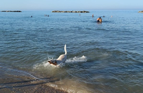 cane bianco gioca nel mare