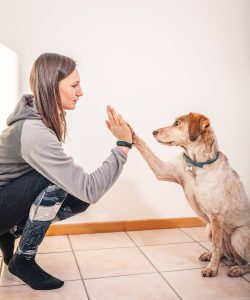 cane bianco e marrone dà il cinque