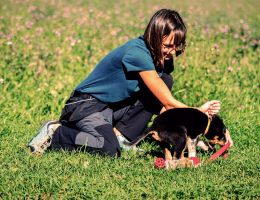 Ragazza gioca con un cucciolo di cane nel prato