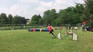 cane corre affrontando un percorso di agility dog