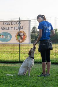 Educatore cinofila insegna il seduto a un cane