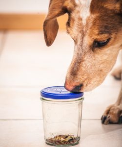 cane riconosce una sostanza usando l'olfatto