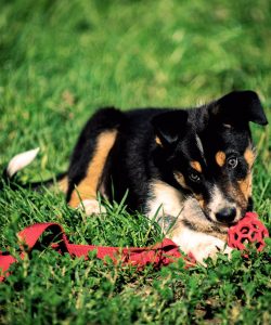 cucciolo di border collie gioca nel prato