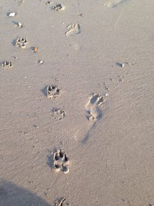impronte zampe e piedi sulla sabbia