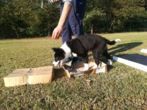 cucciolo di border collie affronta un percorso