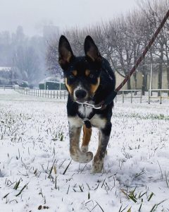 cucciolo di cane cammina sulla neve