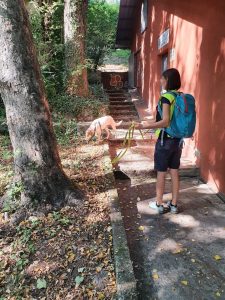 Cane fa ricerca persone, mantrailing