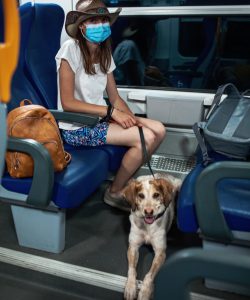 cane in treno