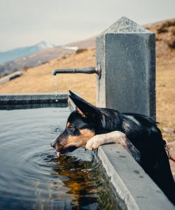 cane accaldato beve da una fontana in montagna