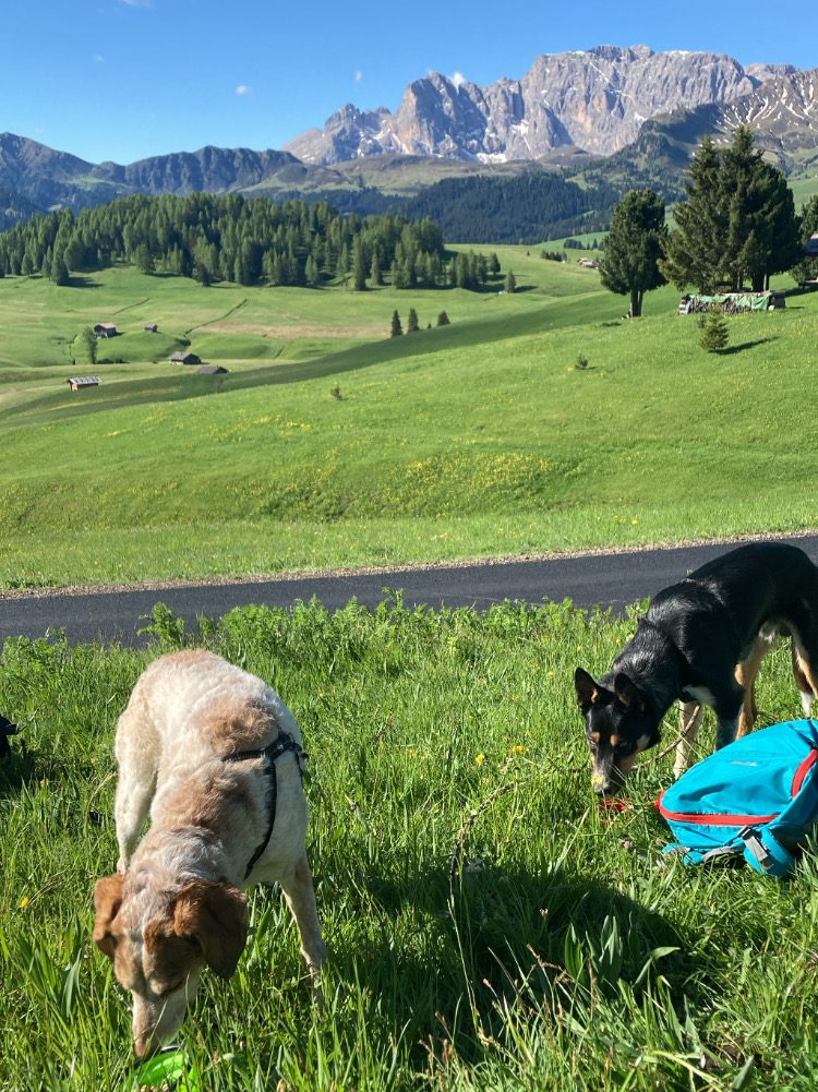 cani fanno colazione sull'Alpe di Siusi Dolomiti