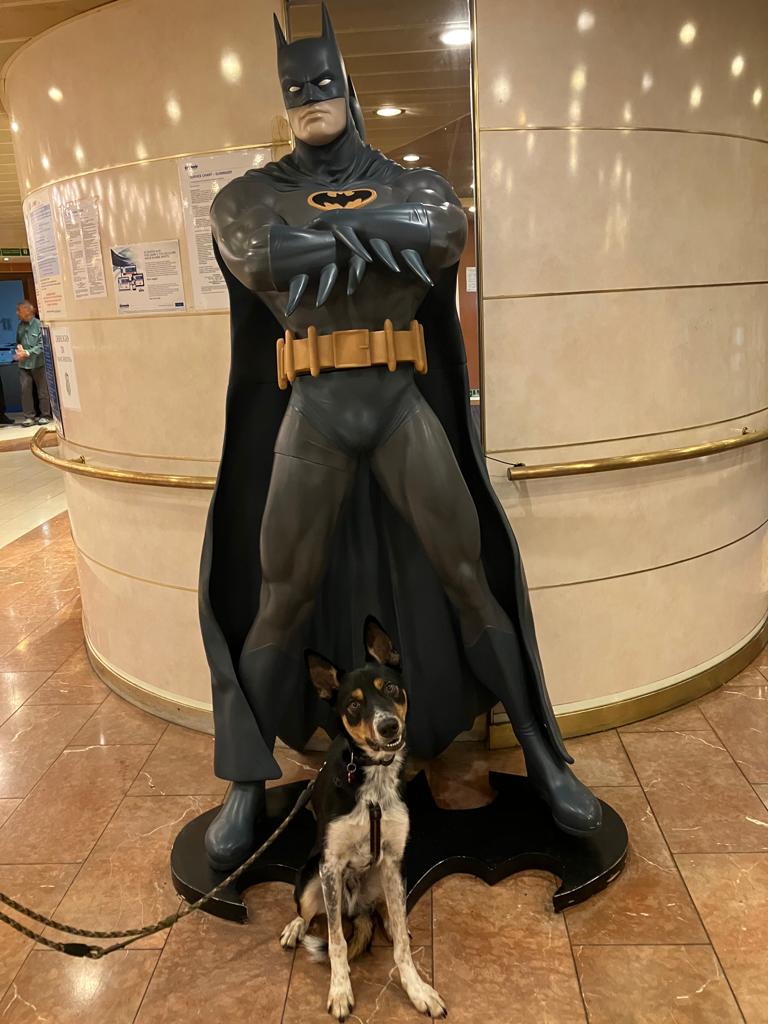 cane border collie e batman