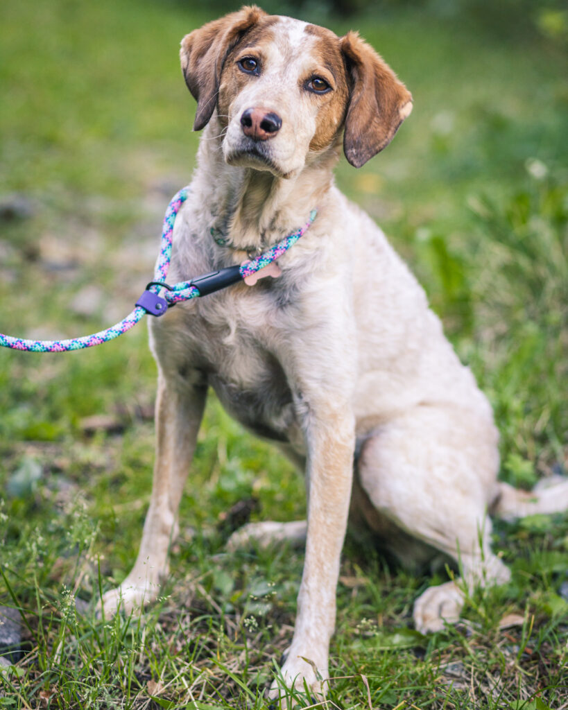 cane da caccia con guinzaglio retriever colorato blue heeler