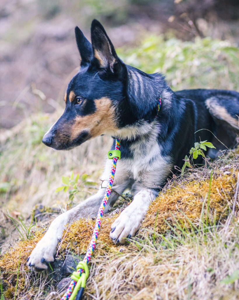 cane con guinzaglio retriever colorato blue heeler