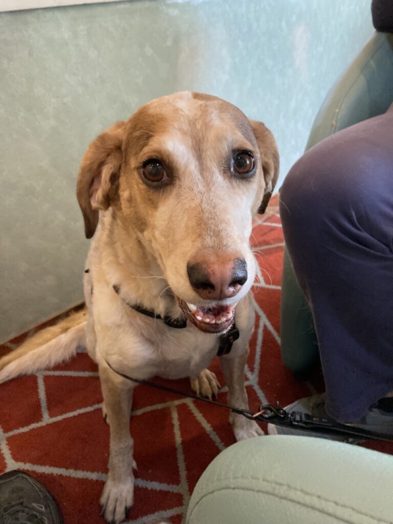 cane meticcio seduto al bar della nave