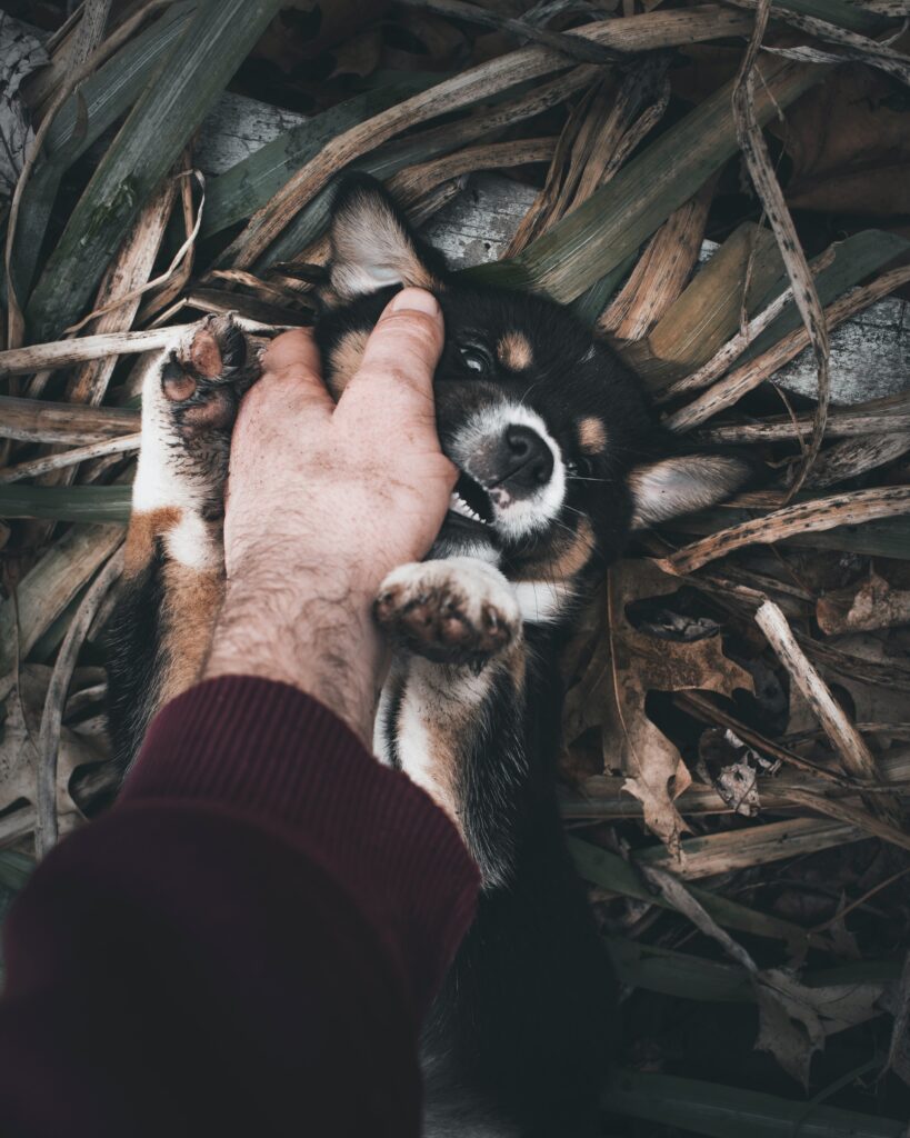 cucciolo di cane tricolore