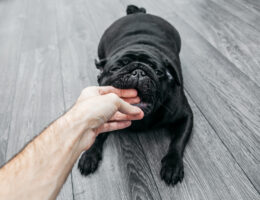 Black pug on gray wooden floor