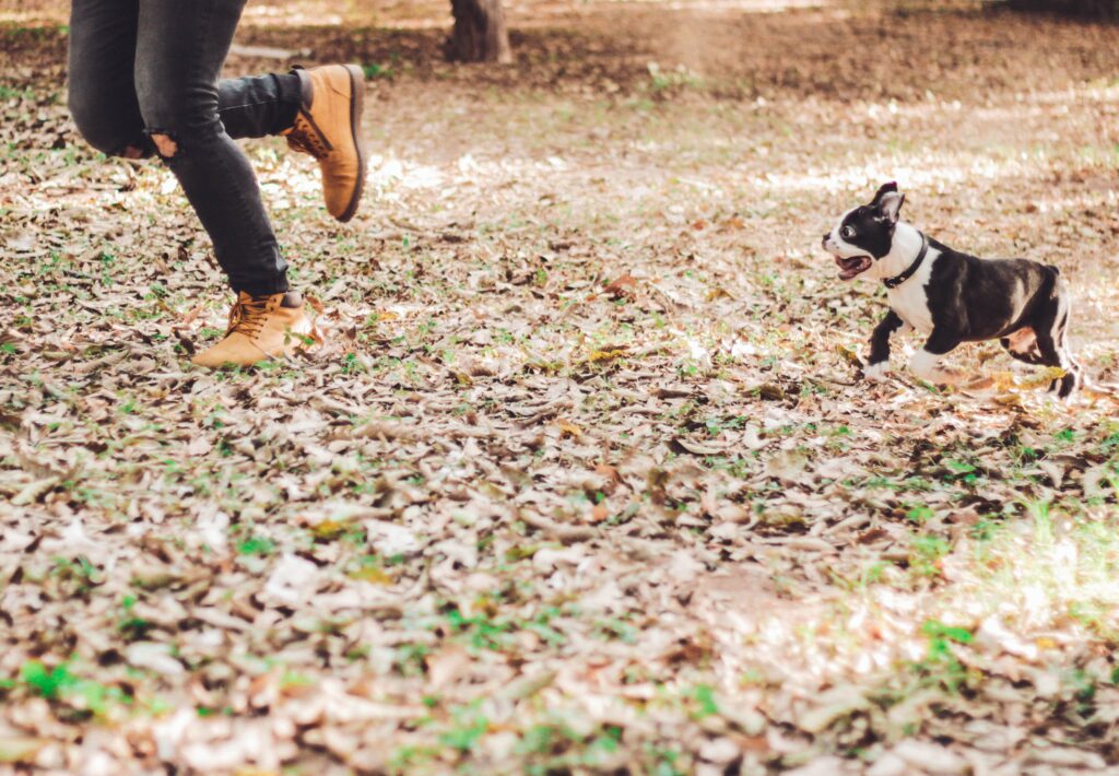 short-coated white and black puppy standing at brown field