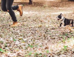 short-coated white and black puppy standing at brown field