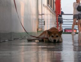 cane shiba inu sul traghetto in viaggio